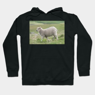 Shetland lamb Hoodie